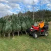 palettes sapins de noël liquidation france