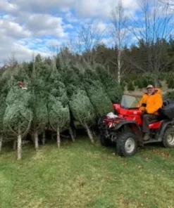 palettes sapins de noël liquidation france